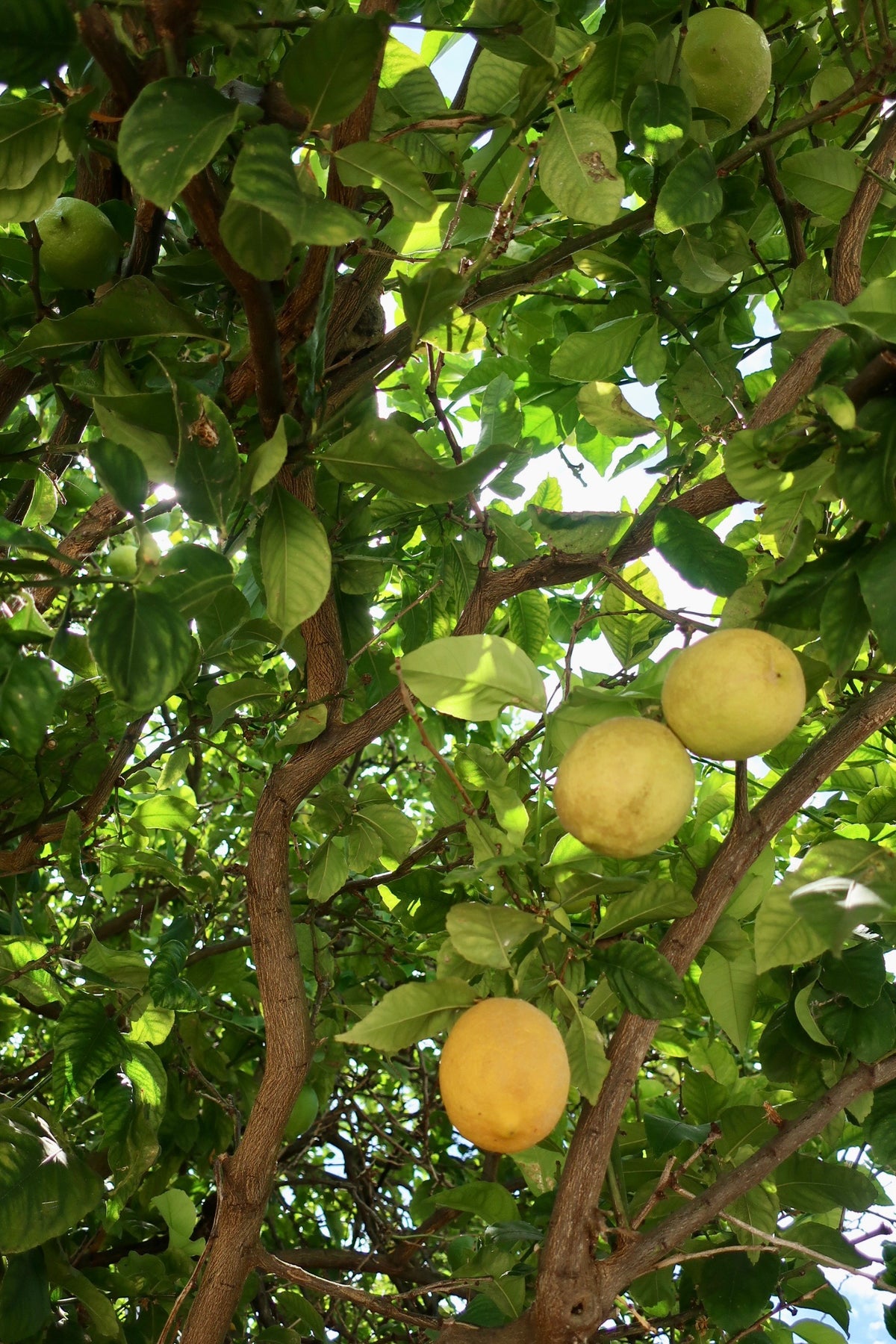 mediterranean-themed-50th-birthday-poppys-flowers