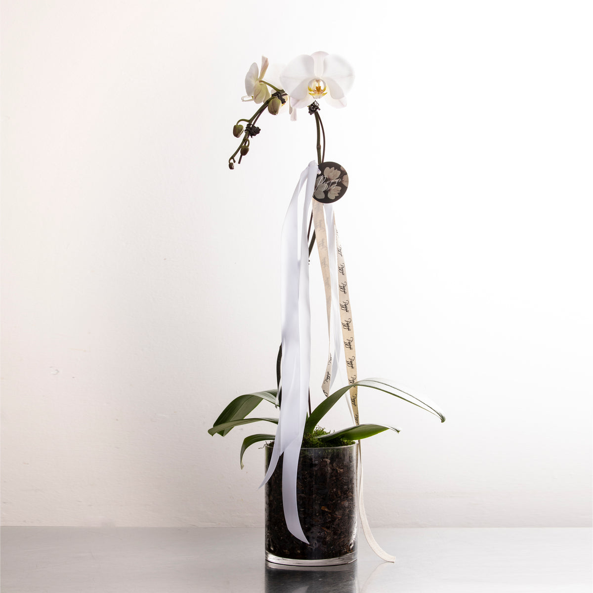 Potted Phalaenopsis Orchid