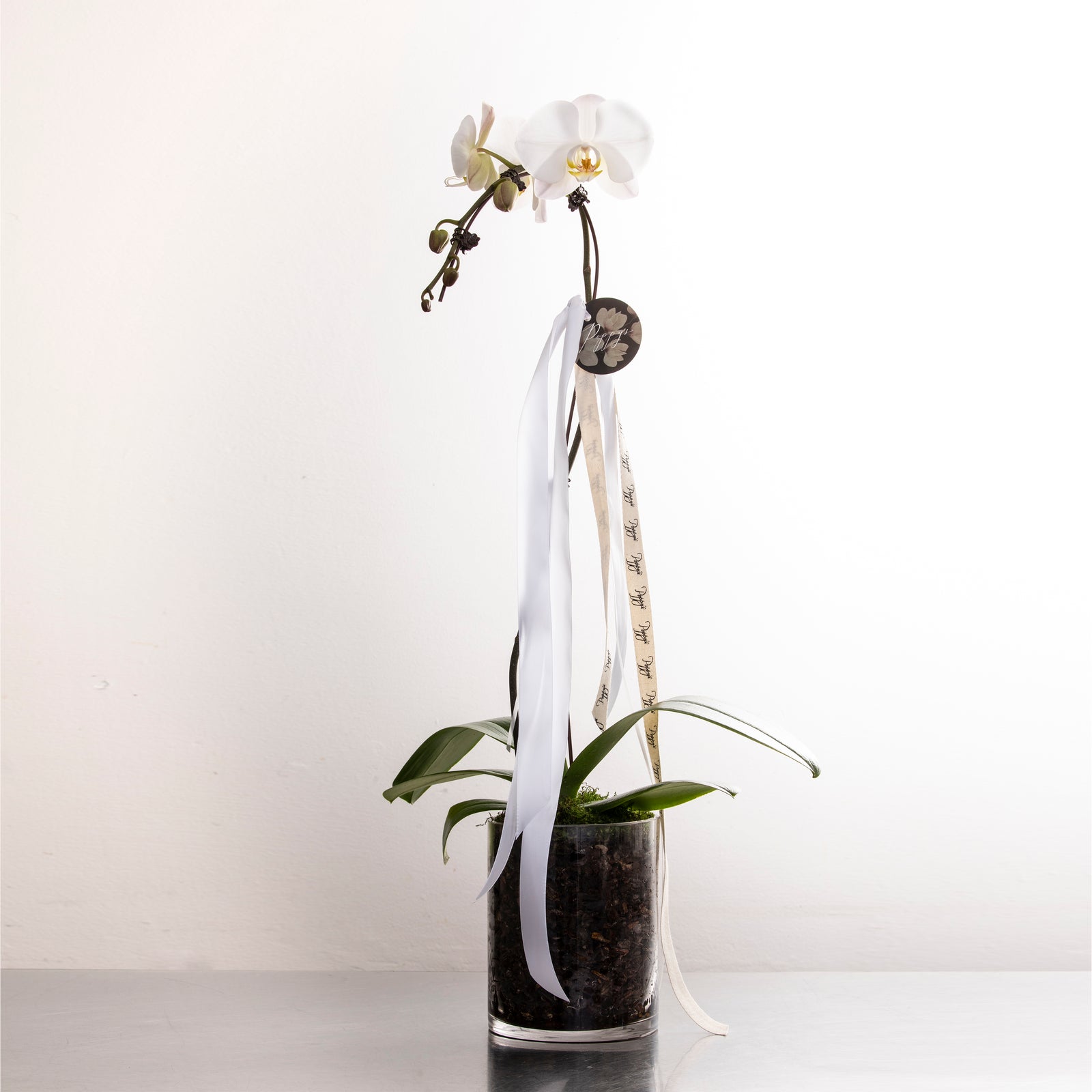 Potted Phalaenopsis Orchid