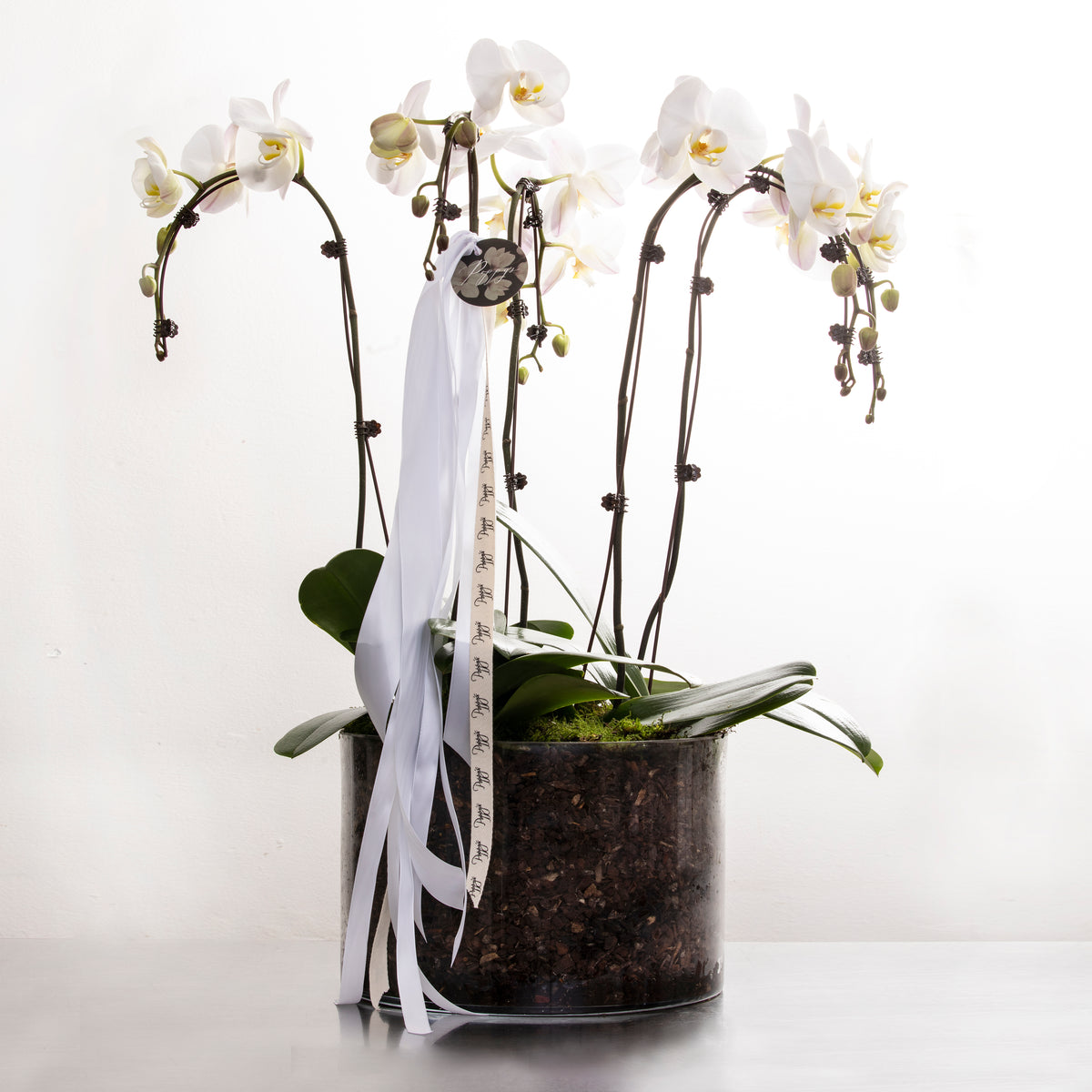 Potted Phalaenopsis Orchid